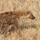Illustration for article titled Out of Africa. Hyenas.